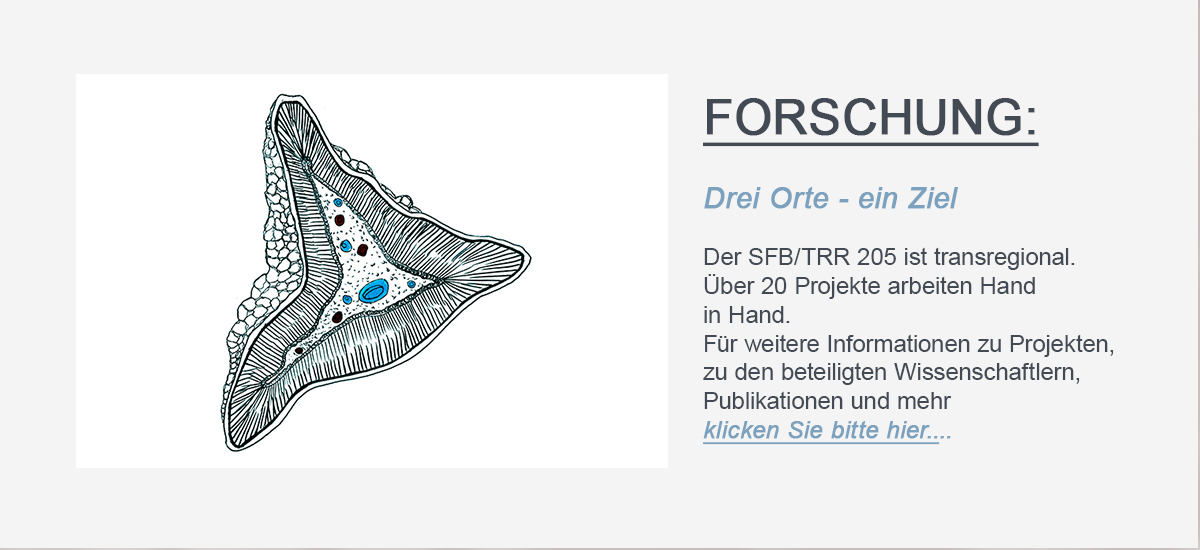 Entschuldigen Sie bitte, es ist eine technische Störung aufgetreten. Hier sollte sich der Linkbutton zur Forschungs Site des SFBTRR 205 befinden.